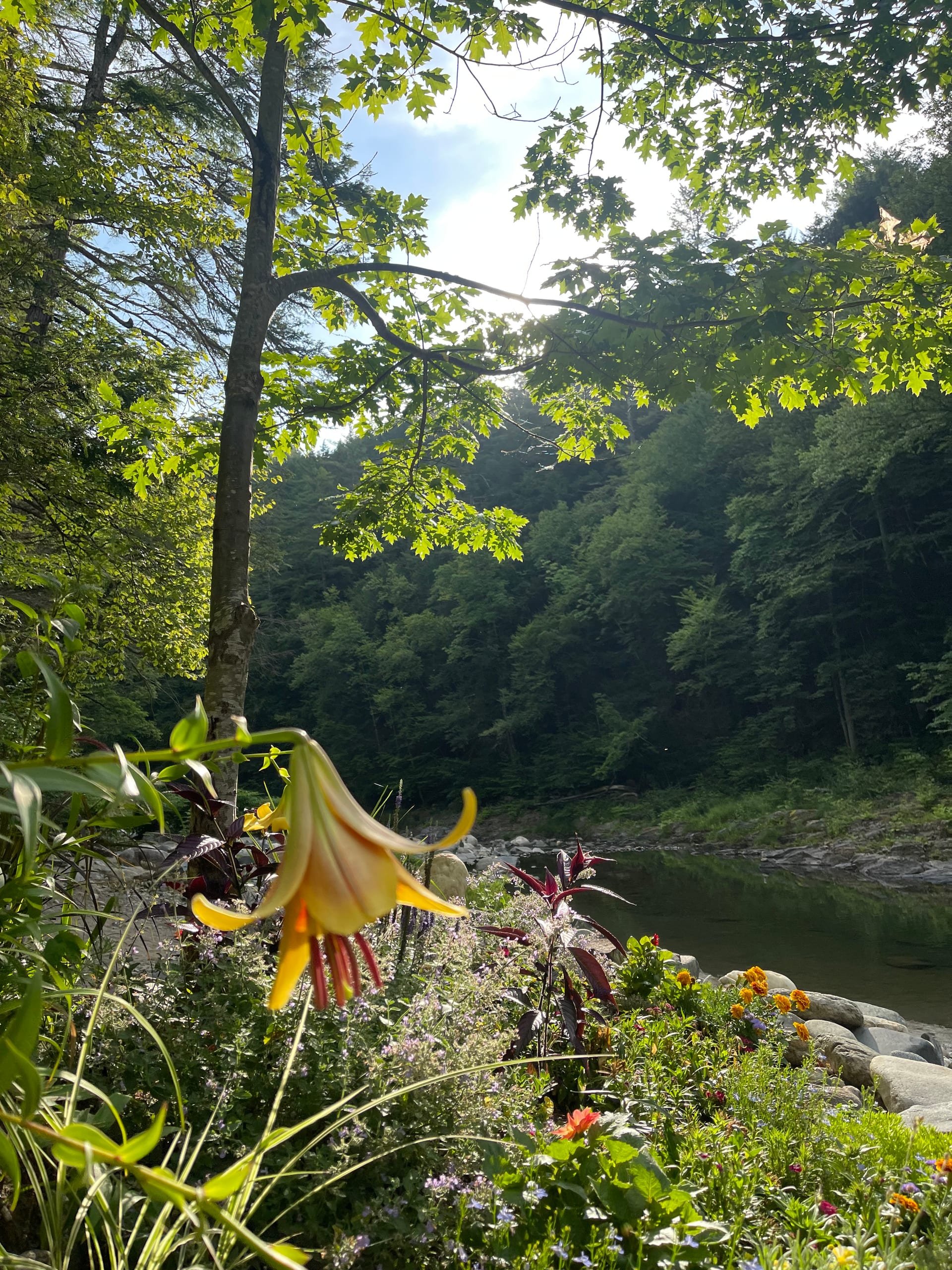 Rock River recreation area — trail through northern hardwoods beside the river