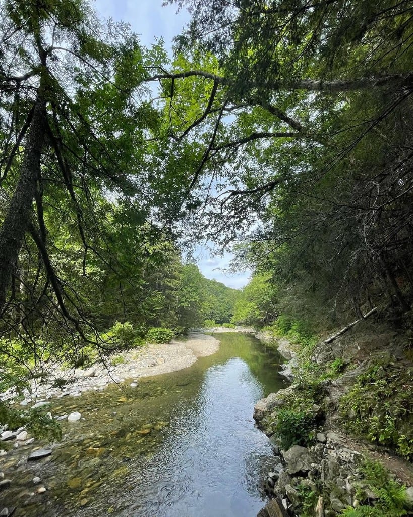 Vertical view of clear Rock River, Vermont, framed by overhanging leaves — pebble bar, rocky right bank with ferns, lush green corridor
