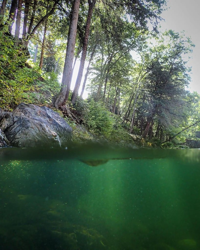 Split-level photo at the waterline — sunlit ferns and trees above, emerald water with sun rays and rocky bottom below, Rock River, Vermont