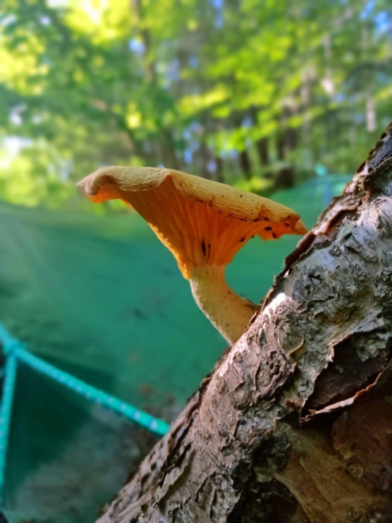 Orange mushroom on tree Orange funnel mushroom on a tree trunk in sunlit forest beside Rock River, Newfane Vermont — July woodland