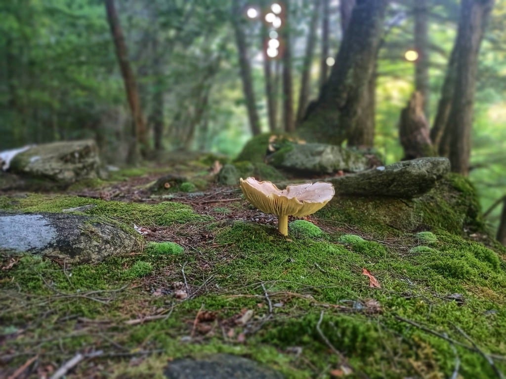 Mushroom on moss Wild mushroom on the mossy forest floor beside the Rock River trail, Newfane Vermont — late-summer woodland detail