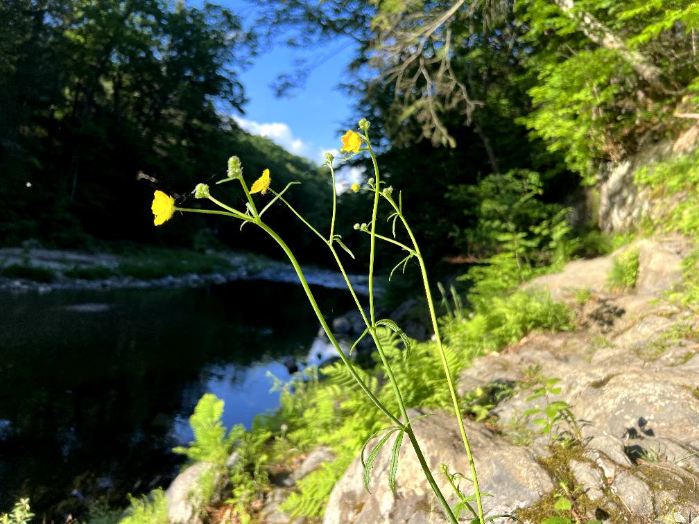 Rock River — wildflowers over the pool Yellow wildflowers on a ledge above a deep Rock River pool under blue sky, Newfane, Vermont — late-summer bank detail